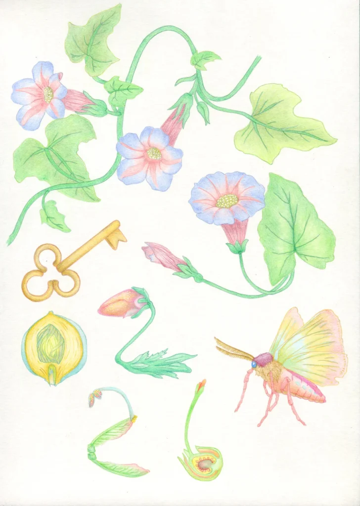 Extraits de la carte de voeux de Naoned en 2026 : détails botaniques