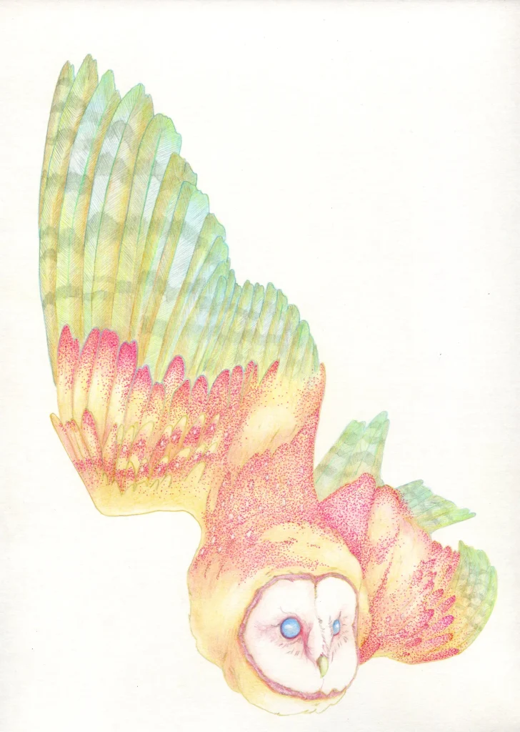 Extrait de la carte de voeux de Naoned en 2026 : la chouette effraie des clochers