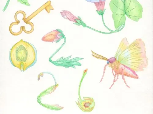 Extraits de la carte de voeux de Naoned en 2026 : détails botaniques